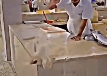 M0211025_Poor cat was chased away while looking for food for these poor kittens._part2