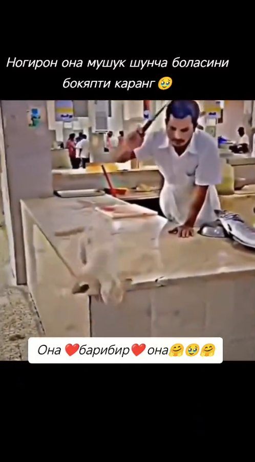 M0211025_Poor cat was chased away while looking for food for these poor kittens._part2