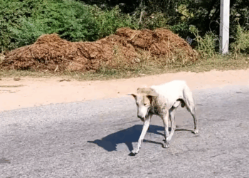 M3110016 Wire cutting into a dog’s neck nearly killed him