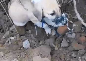 M0211014_A man rescue poor puppy #rescuepuppy#puppyrescue #loveanimal#rescueanimal #unfreezemyacount🙏 _part2