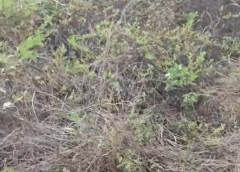 M0411001 These are the babies waiting for someone to adopt them! Tuta Oliveira part 2