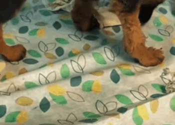 M0411002 MUITOS FALAVAM PARA PARA MIM VOCÊ ESTA PERDENDO TEMPO COM ESSE CACHORRO