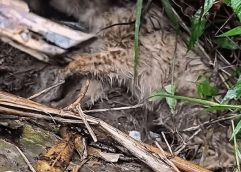 M0411005 #dog #rescuedog #poordog #dogsoftiktok #fyp part2