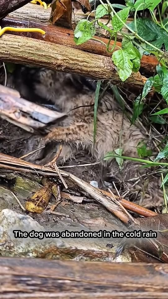 M0411005 #dog #rescuedog #poordog #dogsoftiktok #fyp part2