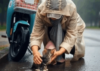 M0411007 The Kind Aged Lady Who Saved a Crying Kitten from the Storm part2