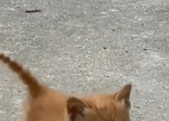 M0411012 When Kitten see humans