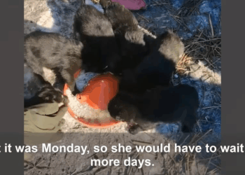 M3110017 Six Little Puppies Shivered In The 18°C Cold, Calling For Their Mother part2