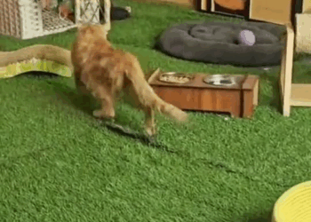 M0411014 save the kitten that fell down the drain and the ending#rescue #animals #cat #rescuecat part2