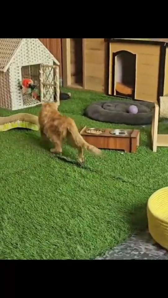 M0411014 save the kitten that fell down the drain and the ending#rescue #animals #cat #rescuecat part2