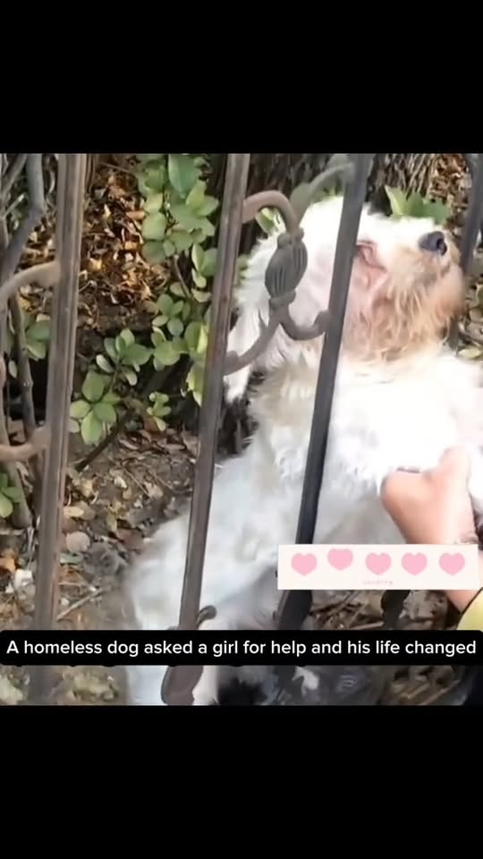 M0411015 rescue dog#rescue #animals #dogsofttiktok part2