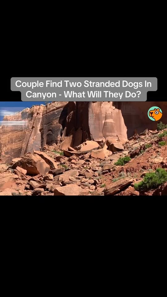 M0411016 Couple Find Two Stranded Dogs In Canyon What Will They Do