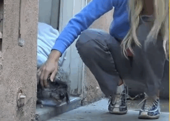 M0411017 Abandoned #foryou #dog #animal #puppy part2