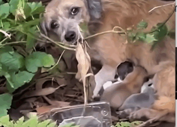 M0411004_O olhar de uma mãe diz tudo, medo, dor, esperança. 💔_part2