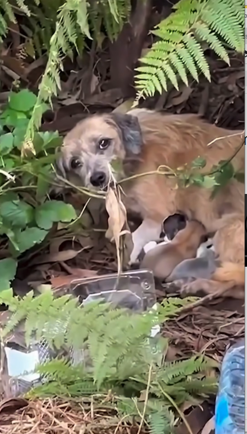 M0411004_O olhar de uma mãe diz tudo, medo, dor, esperança. 💔_part2