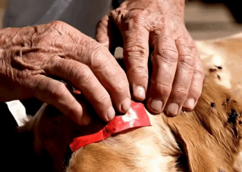 M3110018 Everyone’s eyes teared up after seeing what happened to the puppy… the ending is extraordinary 😢🐶 ✅ part2