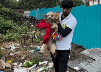 M0411019 We can’t understand why we have had so many abandoned dog cases in the last few days and somehow most of them are shih part2