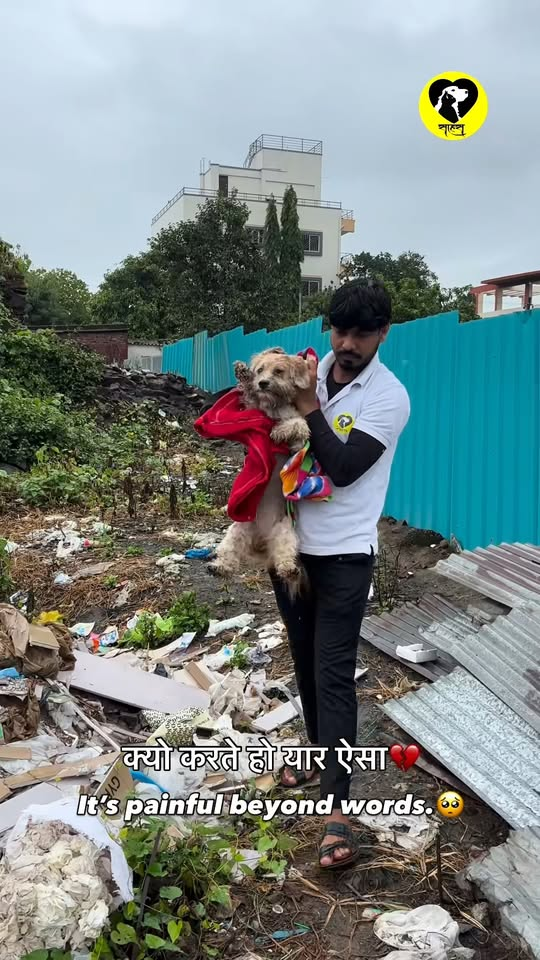 M0411019 We can’t understand why we have had so many abandoned dog cases in the last few days and somehow most of them are shih part2