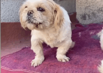 M0411020 Se acuerdan del perrito que sufrió mucho dolor y maltrato estaba en los huesos y traumatizado 😭💔 part2