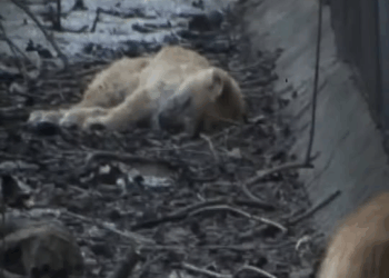 M0411024 fueron abandonados por su dueño y la razon , te hara llorar #perros #historias #cachorros #perros part2