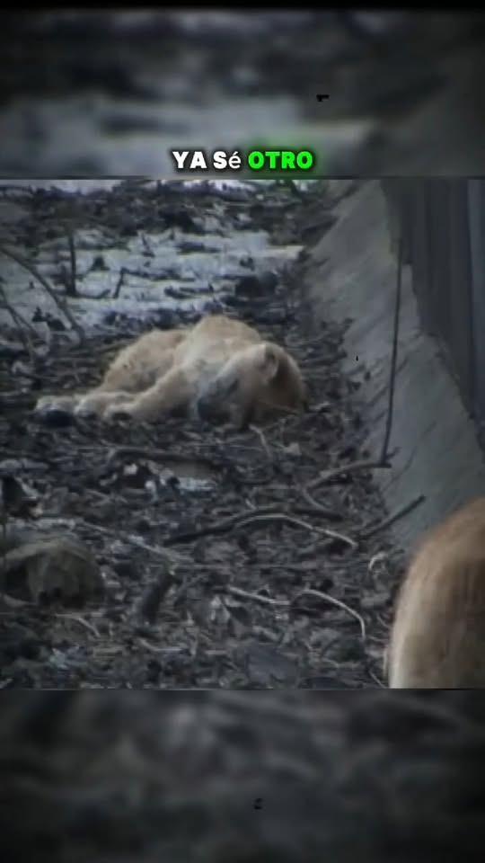 M0411024 fueron abandonados por su dueño y la razon , te hara llorar #perros #historias #cachorros #perros part2