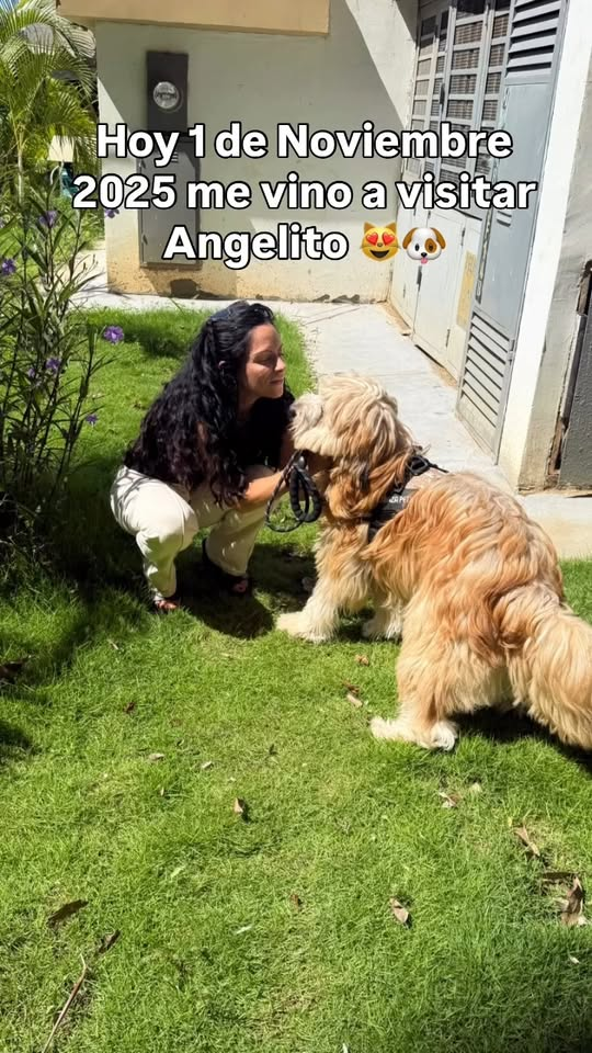 M0411027 Angelito 🫶🏻😍🙀🐶Un verdadero milagro ! Hoy es un perro muy Feliz con su nueva familia ! @angelitomcbo Fundacion Gat part2