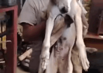 M0411034 Embark rescue part2