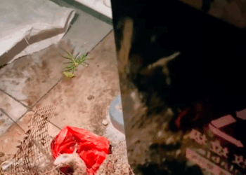 M0411022_kittens were dumped in a trash can, till a passing couple heard their faint cries_part2