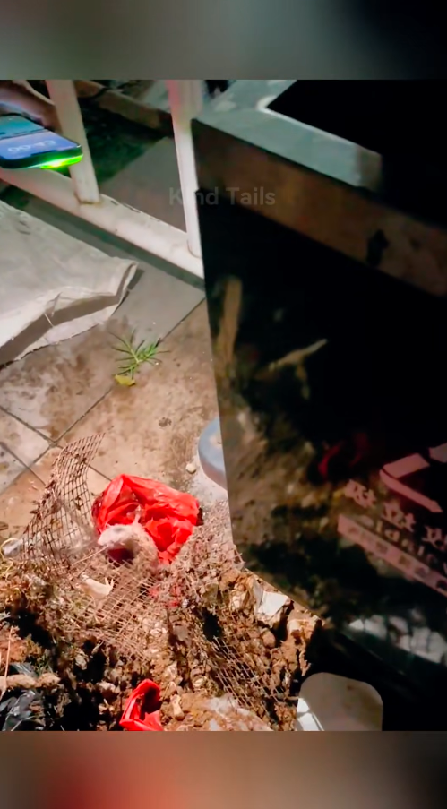 M0411022_kittens were dumped in a trash can, till a passing couple heard their faint cries_part2