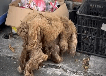 M0411023_Prohibido llorar 🥹#historias #cachorros _part2