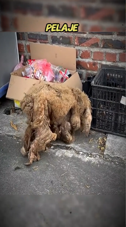 M0411023_Prohibido llorar 🥹#historias #cachorros _part2