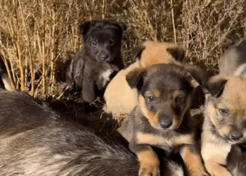 M0411025_РЕПОСТ РЕПОСТ РЕПОСТ🙏🙏🙏🆘🆘🆘🆘🆘 Важко рятувати тварин. Тварин які не виживуть без допомоги. Цим песикам вже майже_part2