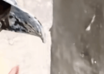 M0411033_Encadenado en la oscuridad esperando morir solo part1_part2