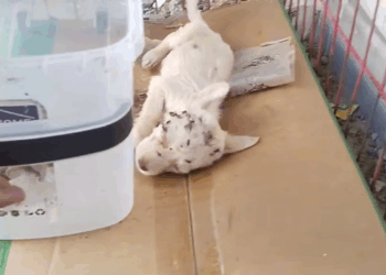 M0411029_Updat sa puppy na iniwan sa bakanteng bahay #doglover Michael Gecera Saliva_part2