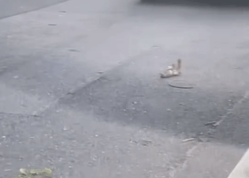 M0511009_Girl rescued an injured squirrel adopted it love #animals #r…_part2