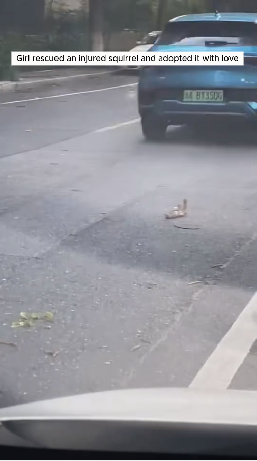 M0511009_Girl rescued an injured squirrel adopted it love #animals #r…_part2