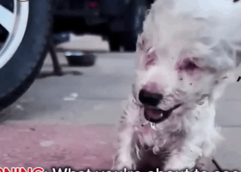 M0711001_Blind Puppy Ate Rocks Just to Survive Until Kindness Changed Everything_part2