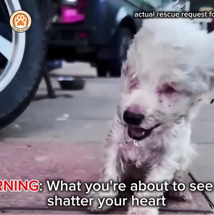 M0711001_Blind Puppy Ate Rocks Just to Survive Until Kindness Changed Everything_part2