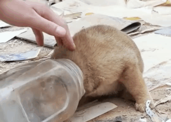 M0711002 poor little stray dog wandered around garbage dump rummaging food part2