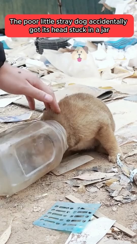 M0711002 poor little stray dog wandered around garbage dump rummaging food part2