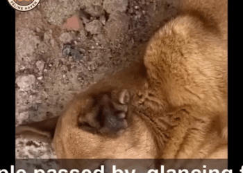 M0711004 She Looked at Every Stranger Passing By Whispering, Please Don Leave Me part2