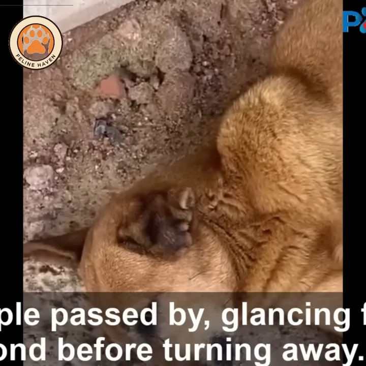 M0711004 She Looked at Every Stranger Passing By Whispering, Please Don Leave Me part2