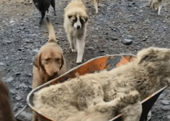 M0711006 parte rescue of dog abandoned in an old house poisoned part2