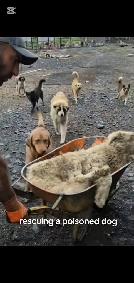 M0711006 parte rescue of dog abandoned in an old house poisoned part2