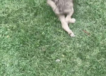 M0711007 disabled puppy thought no one wanted him until now#usa #rescue part2