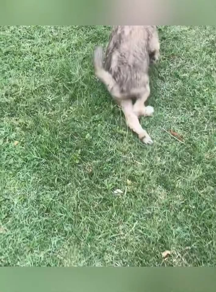 M0711007 disabled puppy thought no one wanted him until now#usa #rescue part2