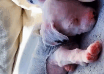 M0711008 saw stray dog shivering hunger cold#rescue #animals #p