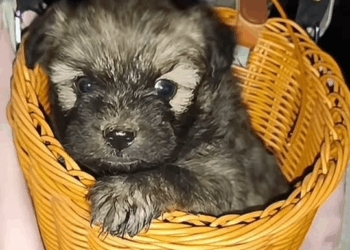 M0711009 the poor dog looked at him and my tears just kept flowing part2