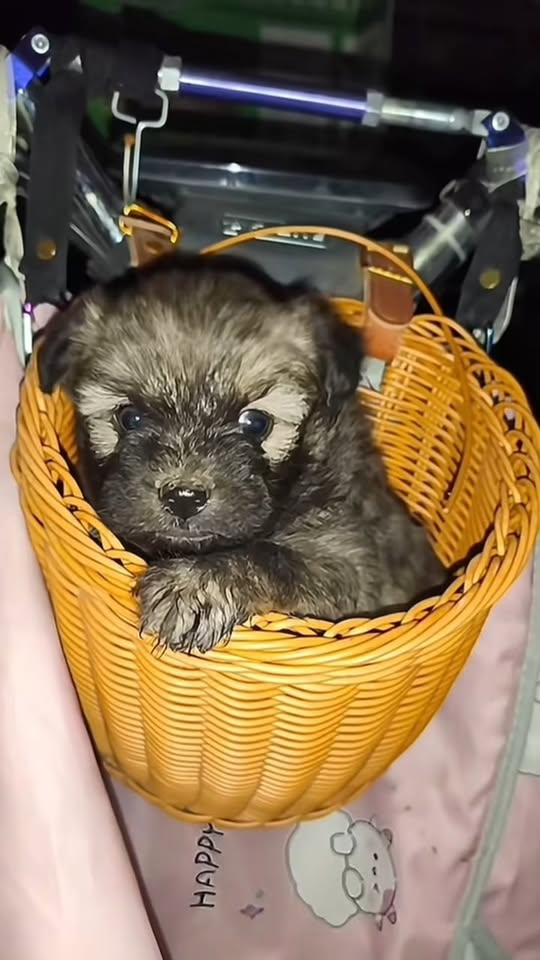 M0711009 the poor dog looked at him and my tears just kept flowing part2