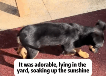 M0711010 why are people so cruel to these poor dogs part2