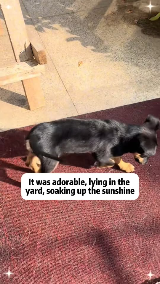 M0711010 why are people so cruel to these poor dogs part2